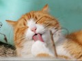Memelihara Kucing Bisa Sebabkan Anak-anak Jadi Bodoh?