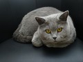 Kucing Bukan Satu-satunya Penyebar Toksoplasma