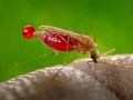 Vaksin Malaria Beri Kekebalan Hingga Empat Tahun