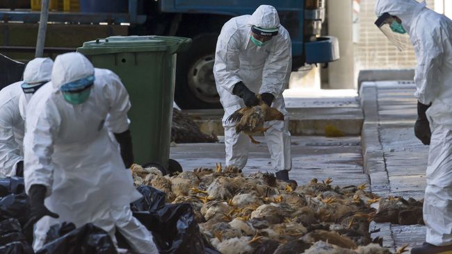 Dua Orang Tewas Akibat Flu Burung Di China