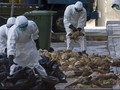 Dua Orang Tewas Akibat Flu Burung di China