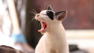 Tips Menyiasati Anjing dan Kucing yang Ikut Bosan
