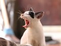 Tips Menyiasati Anjing dan Kucing yang Ikut Bosan