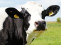 Sambut Natal, Sapi Inggris Berpose Pakai Jumper