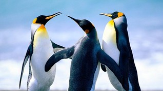 Penguin Kaisar Diprediksi Punah pada 2100