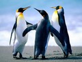 5 Lokasi Melihat Penguin di Habitat Aslinya