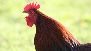 Kala Ayam Jago Menang di Pengadilan