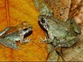 Puluhan Katak Beracun Australia Coba Kawini Ular Piton