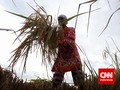 Kesejahteraan Petani Membaik di Agustus