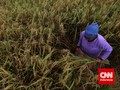 Pemerintah Salurkan Subsidi Pupuk dan Bibit Rp5,5 Triliun