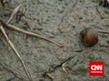 Keong Sawah, Alternatif Makan 'Daging' Penuh Protein