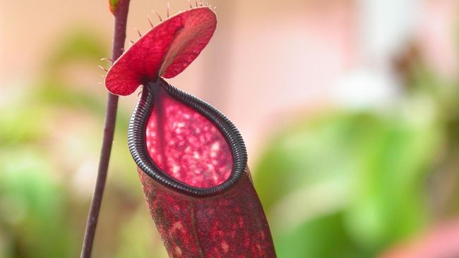 Cerdasnya Tumbuhan Kantong Semar dari Kalimantan