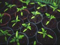 Berkebun jadi 'Obat' Kurangi Cemas, Stres Hingga Depresi