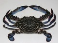 Balap Kepiting, Tradisi Paskah Trinidad dan Tobago