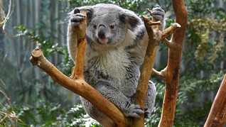 Populasi Membengkak, Koala Terancam Dimusnahkan