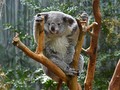Kelaparan Usai Habitat Dirambah, Lusinan Koala Disuntik Mati