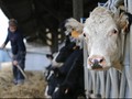 Ketegangan Mereda, Australia Siap Tambah Pasokan Daging Sapi