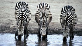 Kebun Binatang Norwegia Penggal Zebra Demi Kenyangkan Singa