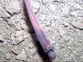 Terungkap, Ikan Aneh di Dasar Samudera Antartika