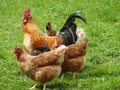 Membongkar Fakta-fakta Menyeramkan Seputar Daging Ayam