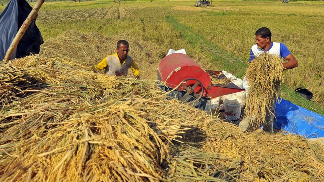 KPPU: Impor Beras Bisa Bikin Petani Merugi