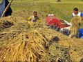 Arrahmah di Antara Keterpurukan Petani dan Harapan Jokowi