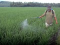 Didukung Petani dan Pengusaha, Jokowi Pede Capai Swasembada