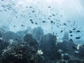 Lindungi Ikan dan Biota, Menteri Susi Terapkan Zonasi Laut