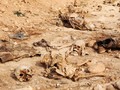 Ada Mayat Bayi dan Wanita di Kuburan Massal Korban ISIS
