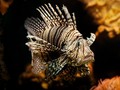 Mahasiswa UI Temukan Racun Duri Lionfish Jadi Obat Kanker