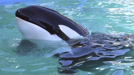 SeaWorld Pertama Tanpa Orca akan Dibuka di Abu Dhabi