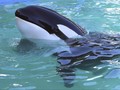 SeaWorld Pertama Tanpa Orca akan Dibuka di Abu Dhabi