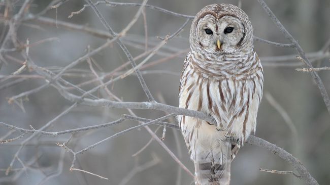 670+ Gambar Burung Hantu Emas HD