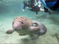 Serbuan Ratusan Ikan Duyung Mengusir Pengunjung Manusia