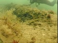 Hutan Prasejarah Berumur 10 Ribu Tahun yang Terkubur di Laut