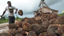 Moratorium Sawit Dinilai Tak Jalan Efektif di Tanah Papua