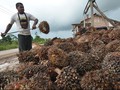 Moratorium Sawit Dinilai Tak Jalan Efektif di Tanah Papua