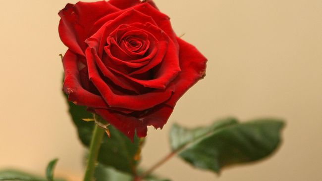 Bunga Mawar Masih Jadi Primadona Kado Valentine