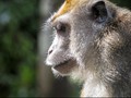 Orang Kaya India Wariskan Kekayaan pada Monyet