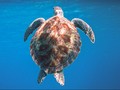 Puluhan Penyu di Pantai Paloh Mati Keracunan Tar Aspal