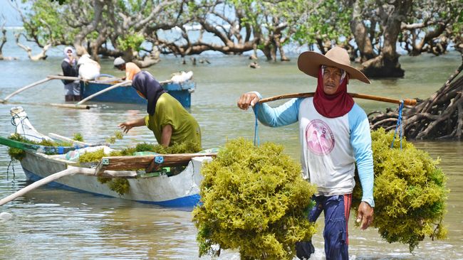 Sumba Timur Disulap Jadi Pangkalan Pendaratan Rumput Laut