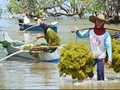 Sumba Timur Disulap Jadi Pangkalan Pendaratan Rumput Laut