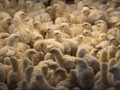 Ribuan Ayam Ternak di Inggris Mati akibat Kepanasan