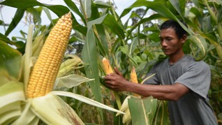 Jagung itu Buah Bukan Sayur