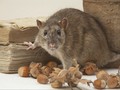 Tikus Jantan Nyanyikan 'Lagu Cinta' untuk Rayu Betina