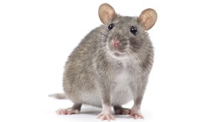 Ternyata Tikus Bisa Jadi Pialang Saham Andal