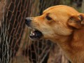 5 Alasan Anjing Menggigit dan Serang Manusia