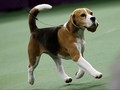 Beagle Lucu Miss P Siap Bertemu Donald Trump