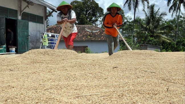 Pemerintah, Bulog, dan Swasta Kerja Sama Sediakan Dryer Gabah