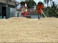 Pemerintah, Bulog, dan Swasta Kerja Sama Sediakan Dryer Gabah